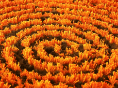 Millenerpoort Doppio Spiral